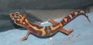 gecko 406.jpg