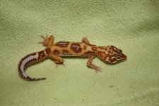 gecko 413.jpg