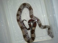 guyana male1.jpg