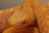 albino_king_head.jpg