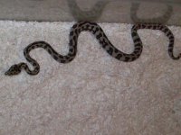 jungle jag female.JPG