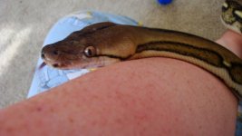 retic 2.jpg