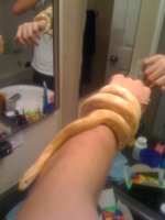 alice snake.jpg