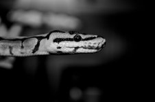 DSC_0035.jpg