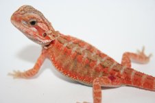 Trans female het hypo.jpg