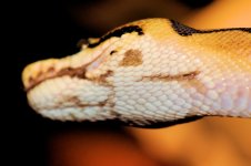 DSC_0057.jpg