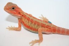 Red hypotrans male.jpg