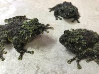 Vietnamese mossy frog group 01.jpg