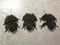 Vietnamese mossy frog group 02.jpg