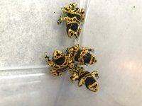 Dendrobates leucomelas group 01.jpg