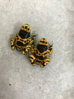 Dendrobates leucomelas group pair.jpg