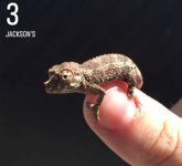 baby jacksons 4.jpg