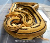 Platty Super female 6 wm.jpg