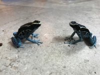 Dendrobates tinctorius powder blue pair 01.jpg