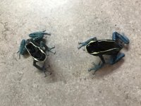 Dendrobates tinctorius powder blue pair 02.jpg