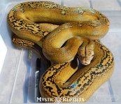 Platty GC wm 4.jpg