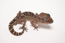 pictus2_1024x1024.jpg