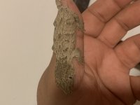 baby leachie 1.jpg