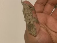 baby leachie 3.jpg