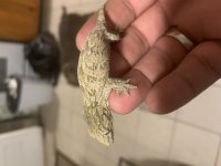 baby leachie 2.jpg