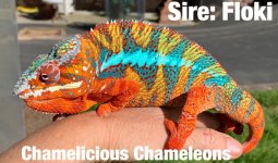cham2.jpg