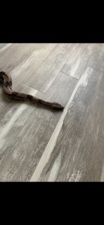 snek.jpg