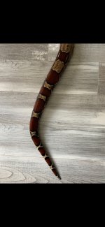 snek1.jpg