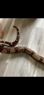 snek2.jpg
