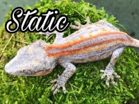 734AB9AE-5EB8-404F-9CA7-F9C05D8622BD.jpeg