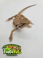 FEMALE LEATHERBACK BEARDED DRAGON 1.jpg
