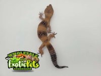 Radar Leopard Gecko 1.jpg
