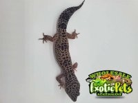 Male Mack Snow Leopard Gecko.jpg