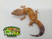 Hypo Tangerine Leopard Gecko.jpg