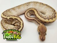 Kingpin Ball Python.jpg