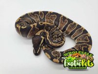 GHI Ball Python.jpg