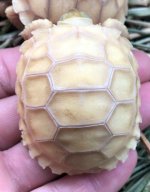 ivoryimp3.jpg