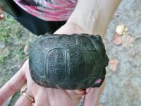 Aldabra Hatchling for Ad 3.jpg