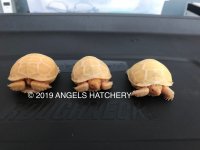 IMG_5681 COPYRIGHT.jpg