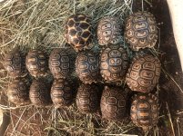 9D93F1DA-DB2E-42B0-BD55-D908E12DED71.jpg