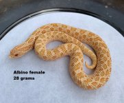 Albinohognose.jpg