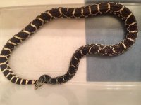female Jasper County bullsnake.jpg