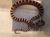 Male Jasper County bullsnake.jpg