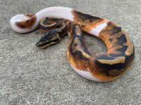 pied1.jpg
