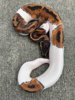 piedfemale5.jpg