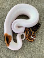 pied222.jpg
