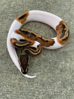 pied3.jpg