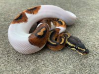 pied4.jpg