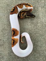 pied444.jpg