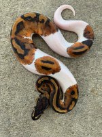pied5.jpg