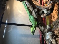 green 2.jpg